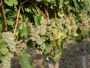 Weißwein