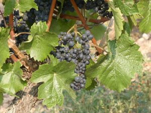 Rotwein