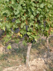 Rotwein