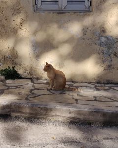 feline Korfioten