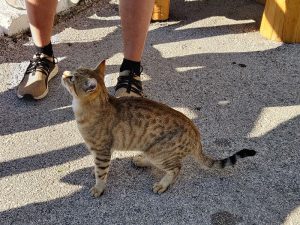 feline Korfioten