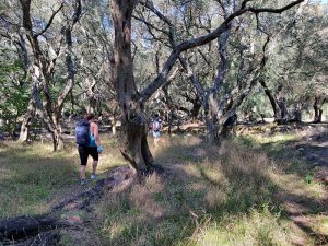 Wanderung durch die Olivenhaine
