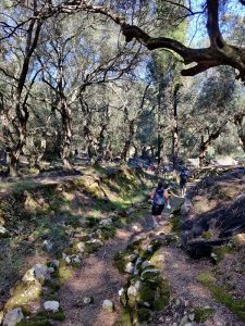 Wanderung durch die Olivenhaine
