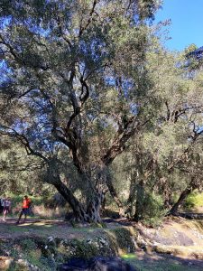 Wanderung durch die Olivenhaine