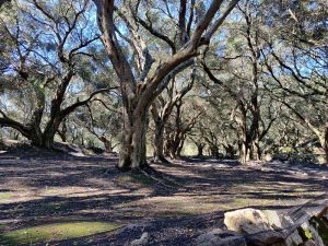Wanderung durch die Olivenhaine