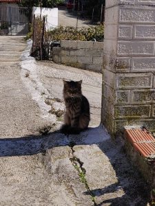 feline Korfioten