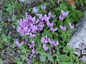 Alpenveilchen
