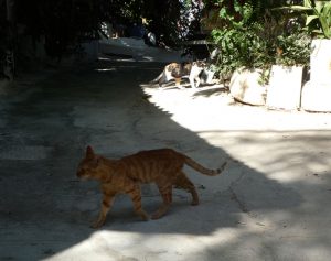 griechische Katzen