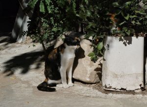 griechische Katzen