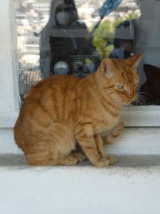 griechische Katzen