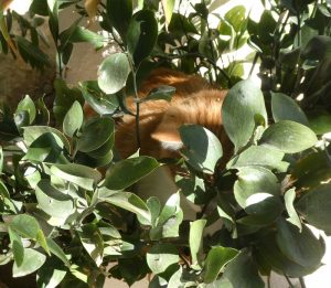 griechische Katzen