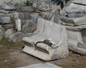 griechische Katzen