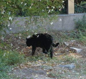 griechische Katzen
