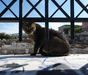 griechische Katzen