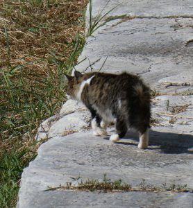 griechische Katzen