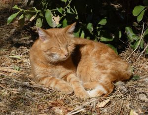griechische Katzen