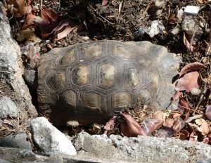 griechische Landschildkröte
