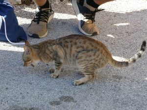feline Korfioten