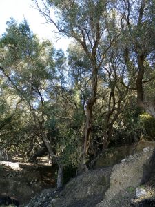 Wanderung durch die Olivenhaine
