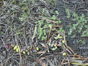 Netze für die Ernte
