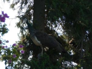 Pfau im Baum