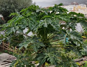 Papaya