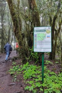 Kurztrip in die Lorbeer-Wälder