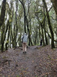Kurztrip in die Lorbeer-Wälder