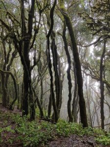 Kurztrip in die Lorbeer-Wälder