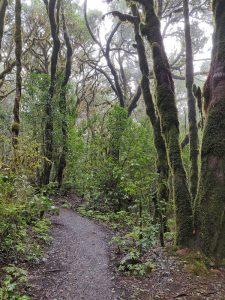 Kurztrip in die Lorbeer-Wälder
