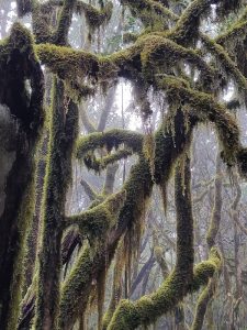 Kurztrip in die Lorbeer-Wälder