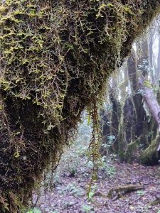 Kurztrip in die Lorbeer-Wälder