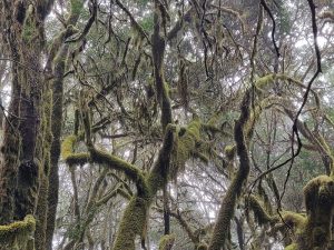 Kurztrip in die Lorbeer-Wälder