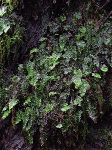 Kurztrip in die Lorbeer-Wälder