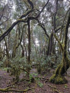 Kurztrip in die Lorbeer-Wälder