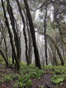 Kurztrip in die Lorbeer-Wälder