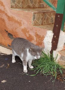 freche Katzendame