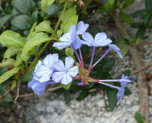 Flora