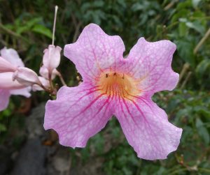 Flora