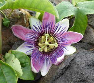 Passionsblume