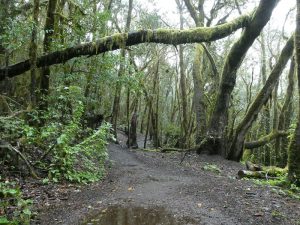 Kurztrip in die Lorbeer-Wälder