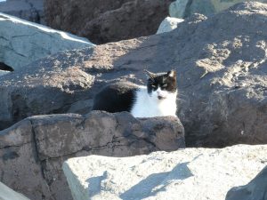 Hafenkatzen
