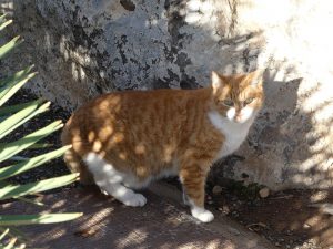 Hafenkatzen