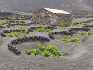 Weinanbau auf Lanzarote