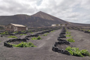 Weinanbau auf Lanzarote