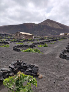 Weinanbau auf Lanzarote