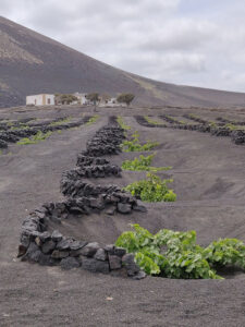 Weinanbau auf Lanzarote