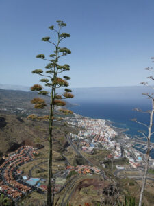 Mirador de La Conceptión