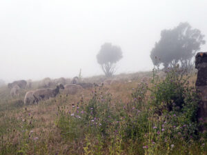 Schafe im Nebel