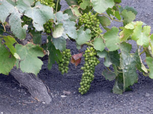Weingut La Geria